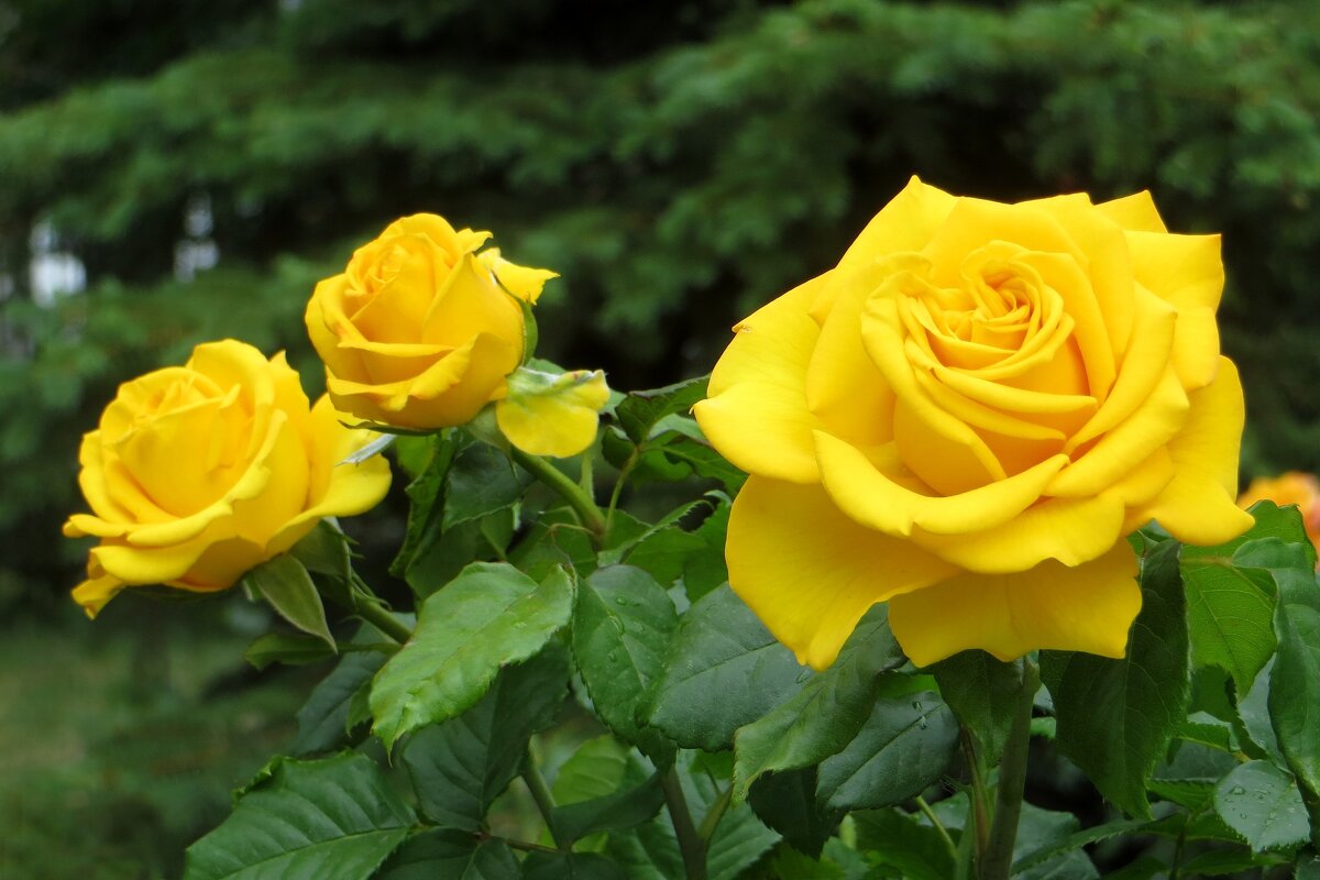 Солнечный цвет роз - Татьяна Смоляниченко Солнечный цвет роз - Татьяна Смоляниченко