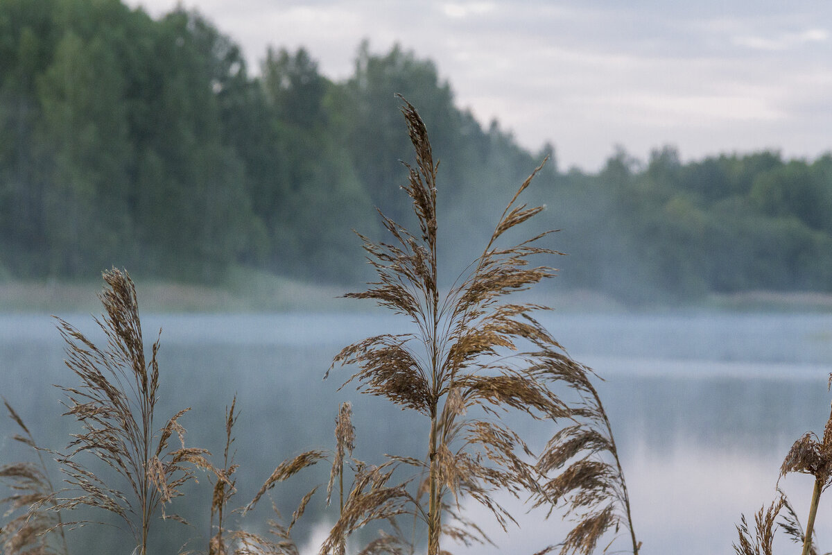 Тростниковый камыш - Алексей Булак Тростниковый камыш - Алексей Булак