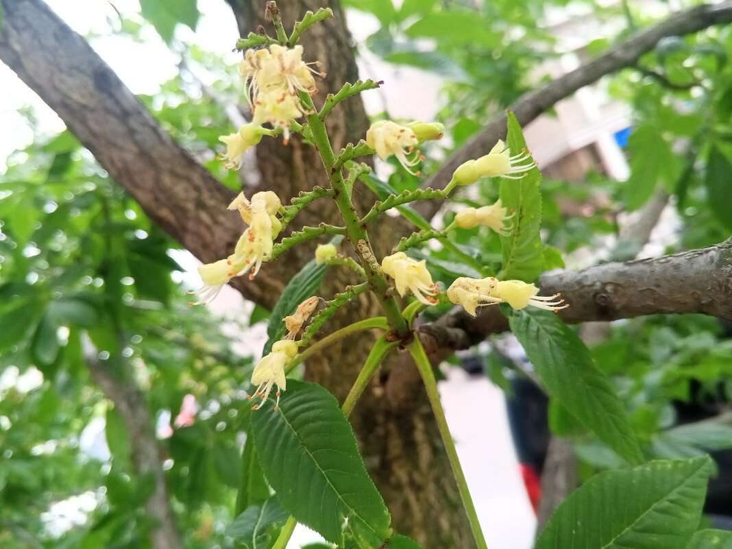 Каштан - Сапсан 