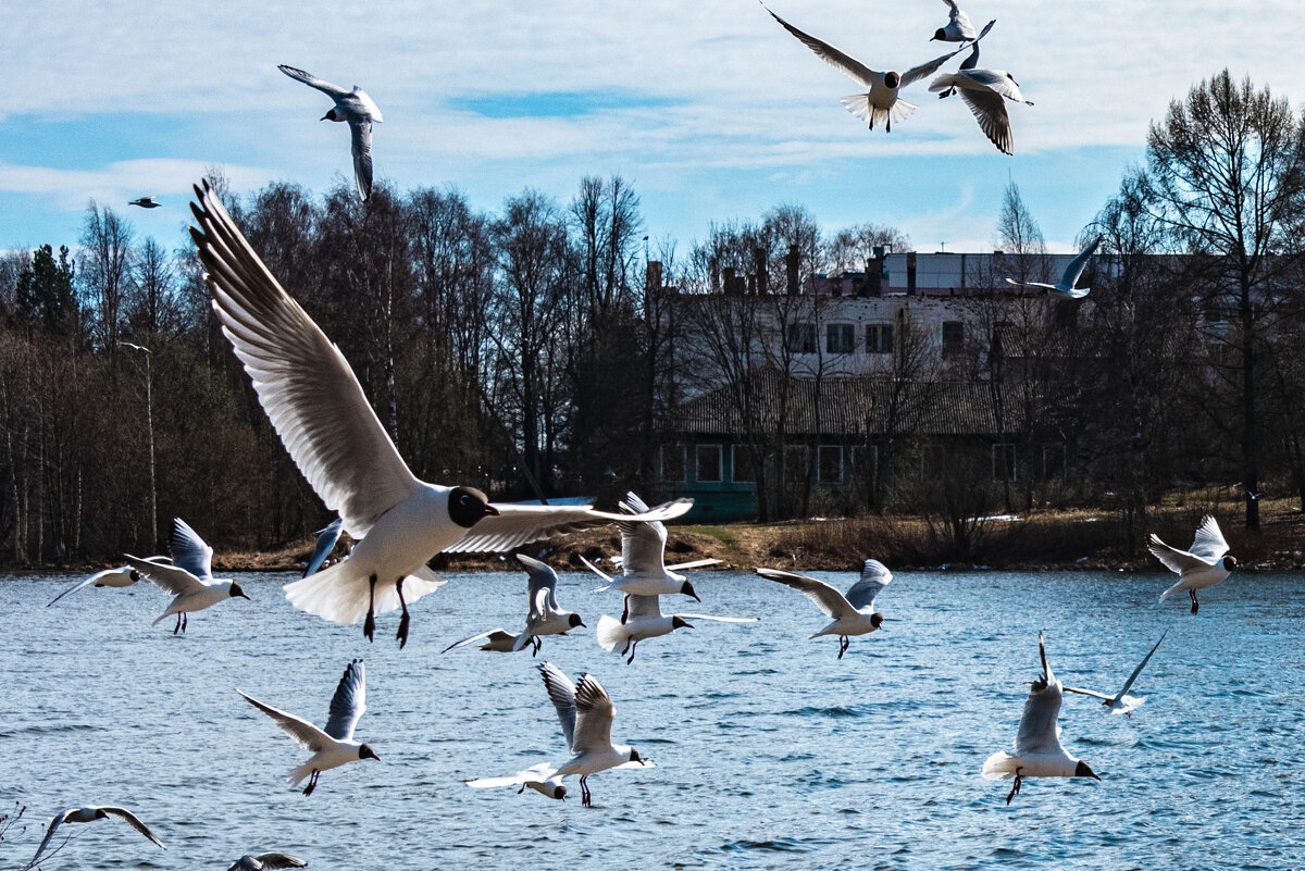 *** - Дмитрий Лупандин *** - Дмитрий Лупандин