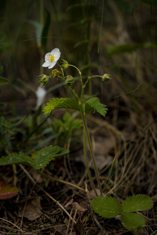 Цветок земляники - Андрей + Ирина Степановы