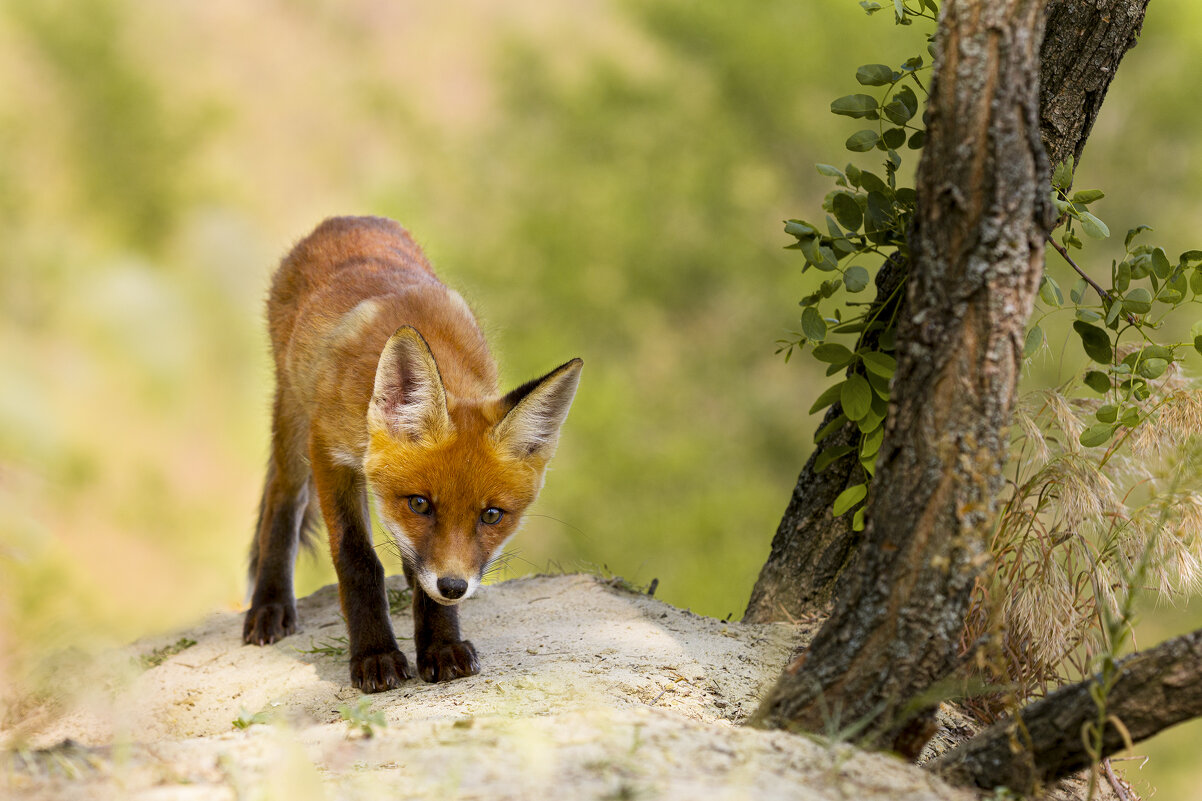 *** - Валерий Черняк