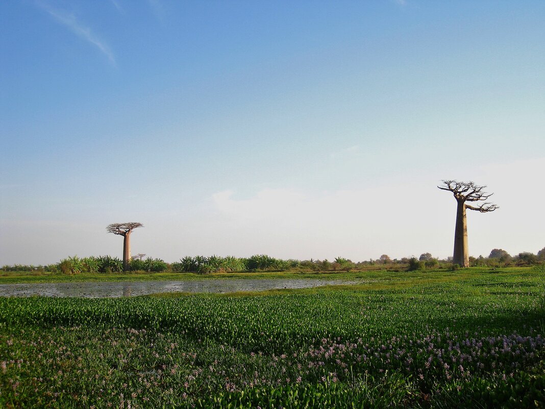 Кусочек Мадагаскара. - unix (Илья Утропов)