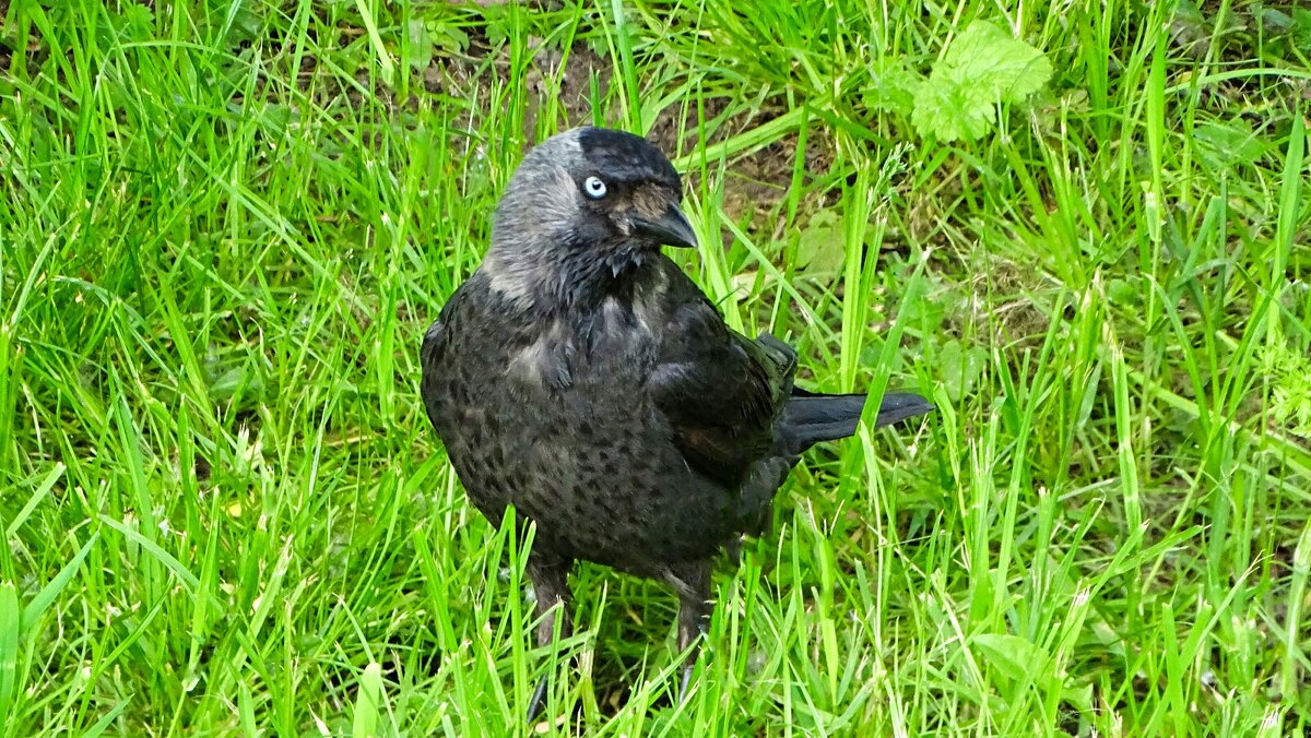 Суровый взгляд. - Милешкин Владимир Алексеевич 