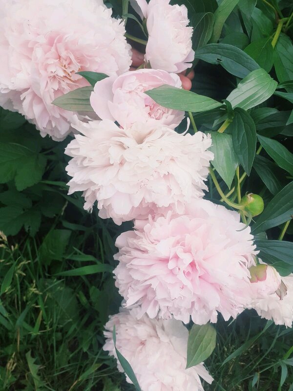 Июнь - Георгиевич 