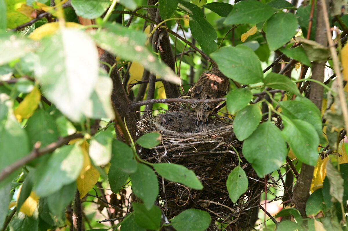 Обыкновенная овсянка - Константин Сафронов