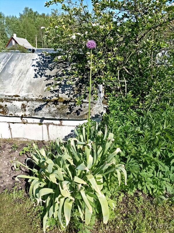 Все выше и выше...) - Veera V