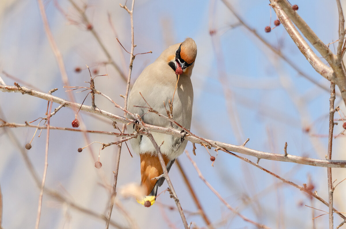 Свиристель. - Виктор Иванович Чернюк