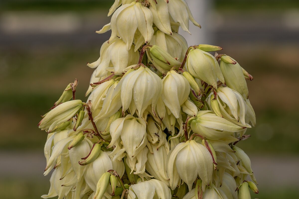 Юкка - Игорь Сикорский