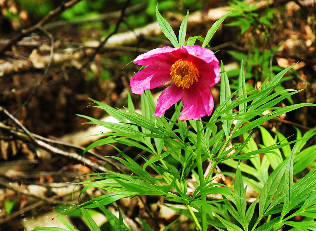 Июнь...Зацвел в тайге марьик корень! - Владимир 