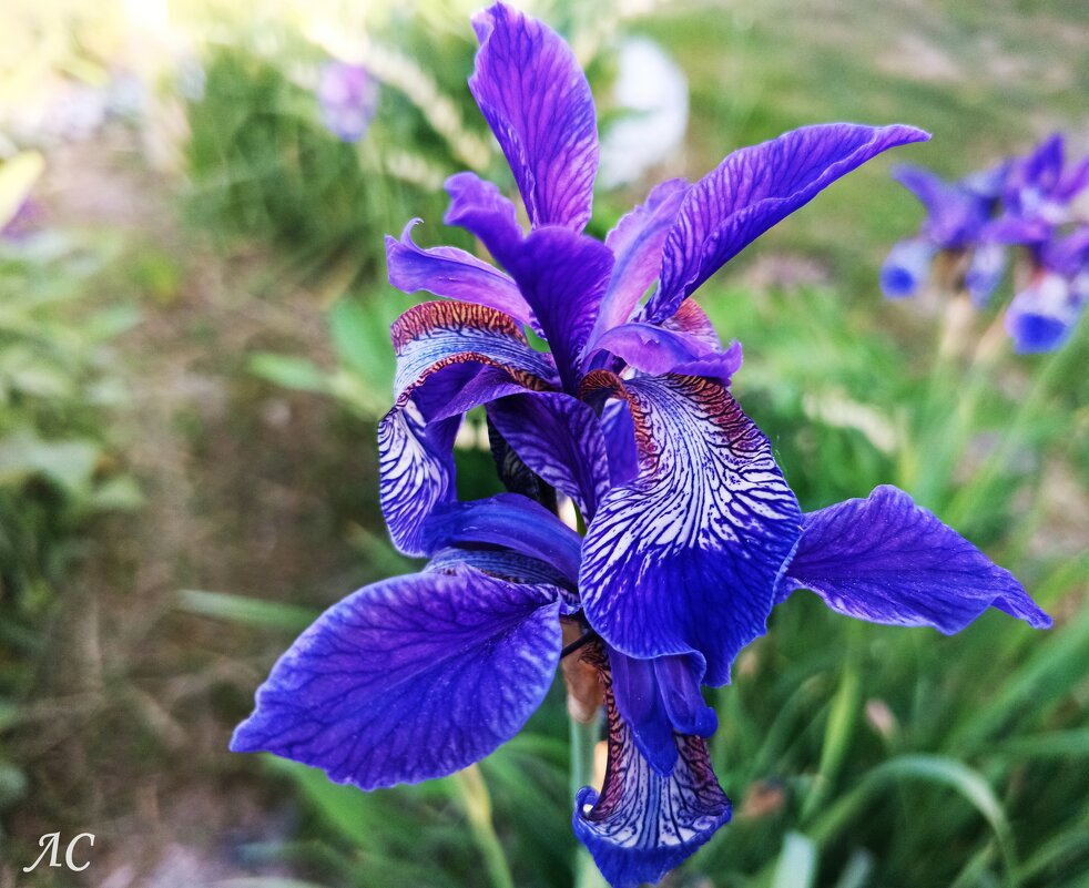 Ирис сибирский - Любовь Сахарова