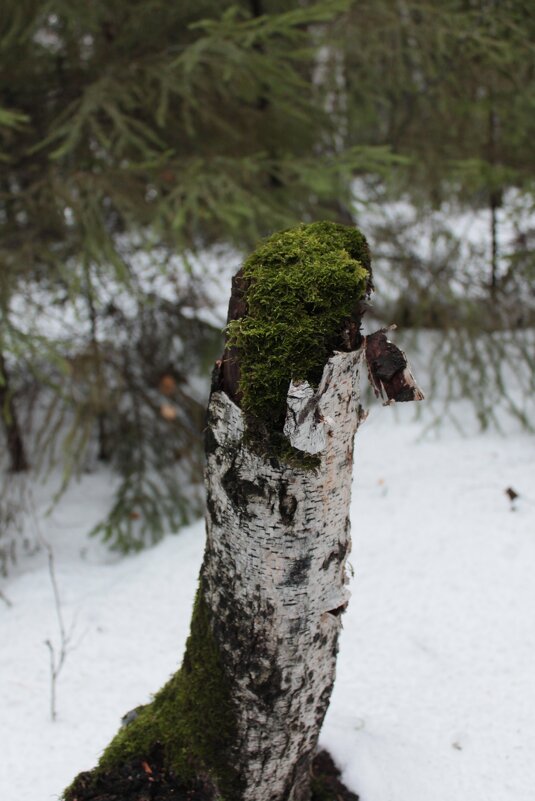 мох - Андрей Петренко
