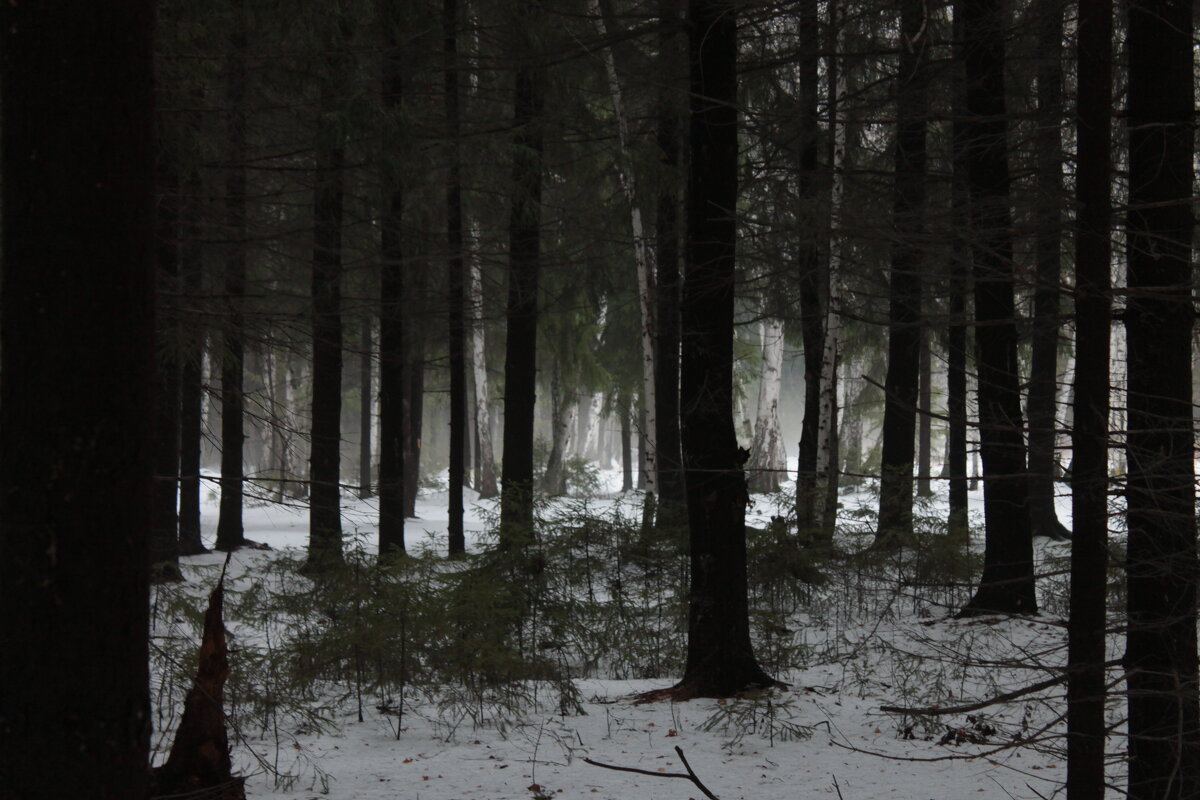 туман в осеннем лесу - Андрей Петренко