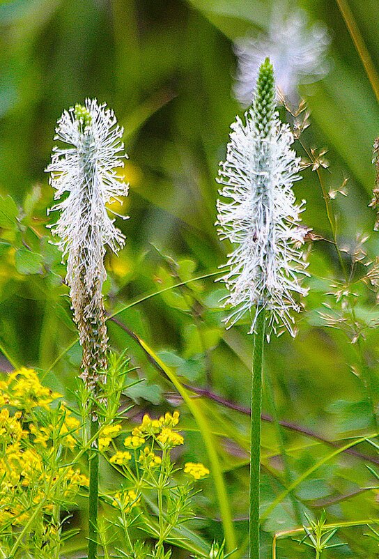 Цветение подорожника - Василий Цветение подорожника - Василий