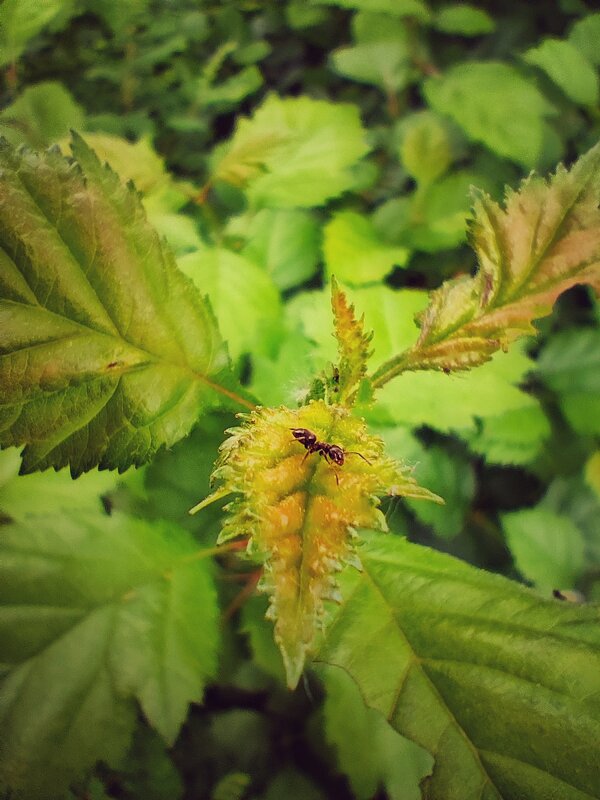 Муравей - Алексей Архипов Муравей - Алексей Архипов