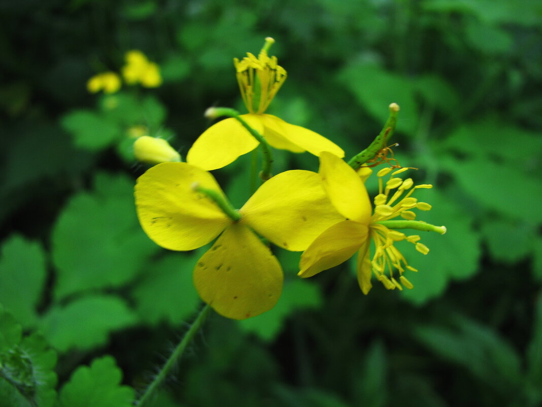 Чистотел - Людмила Смородинская Чистотел - Людмила Смородинская