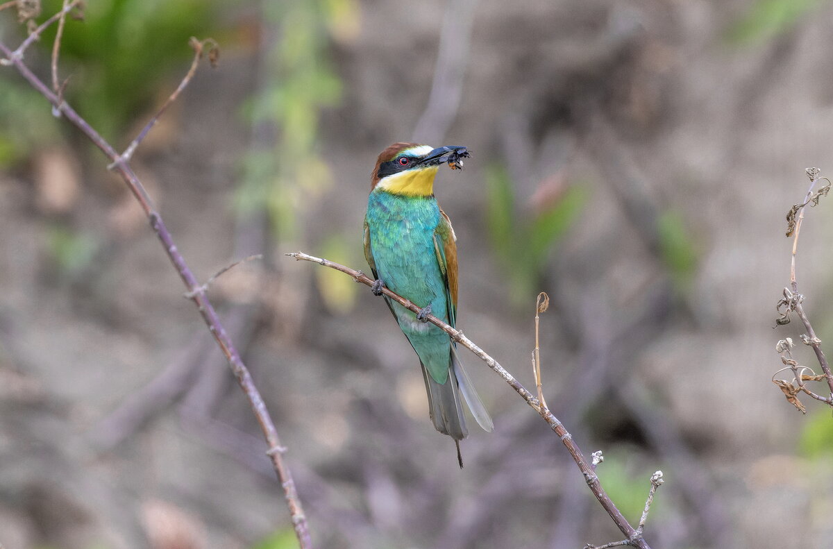 щурки - юрий макаров