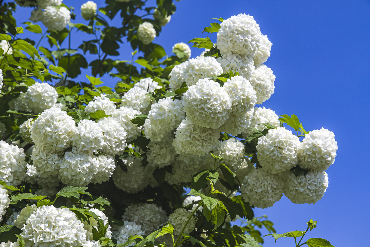 Белые шары природы. - Петр Беляков