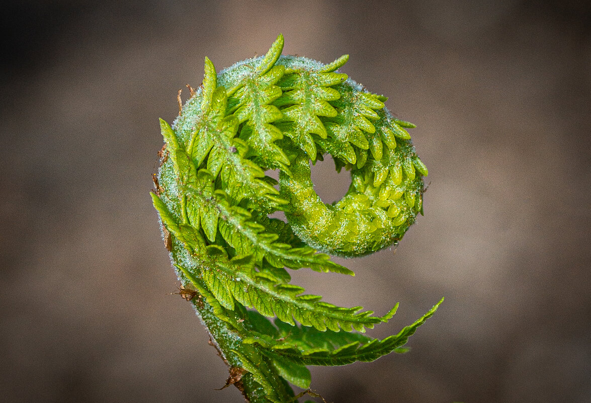 Папоротник просыпается - Владимир Папоротник просыпается - Владимир