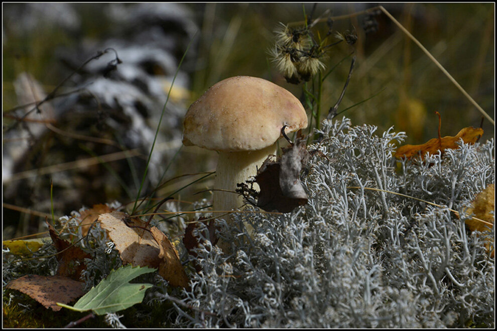 Боровик - Aleksandr Gal