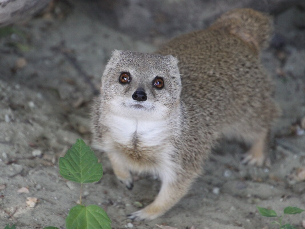 Мангуст - Валентина Мангуст - Валентина