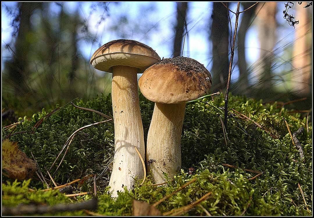 Вместе на всегда... - Aleksandr Gal Вместе на всегда... - Aleksandr Gal