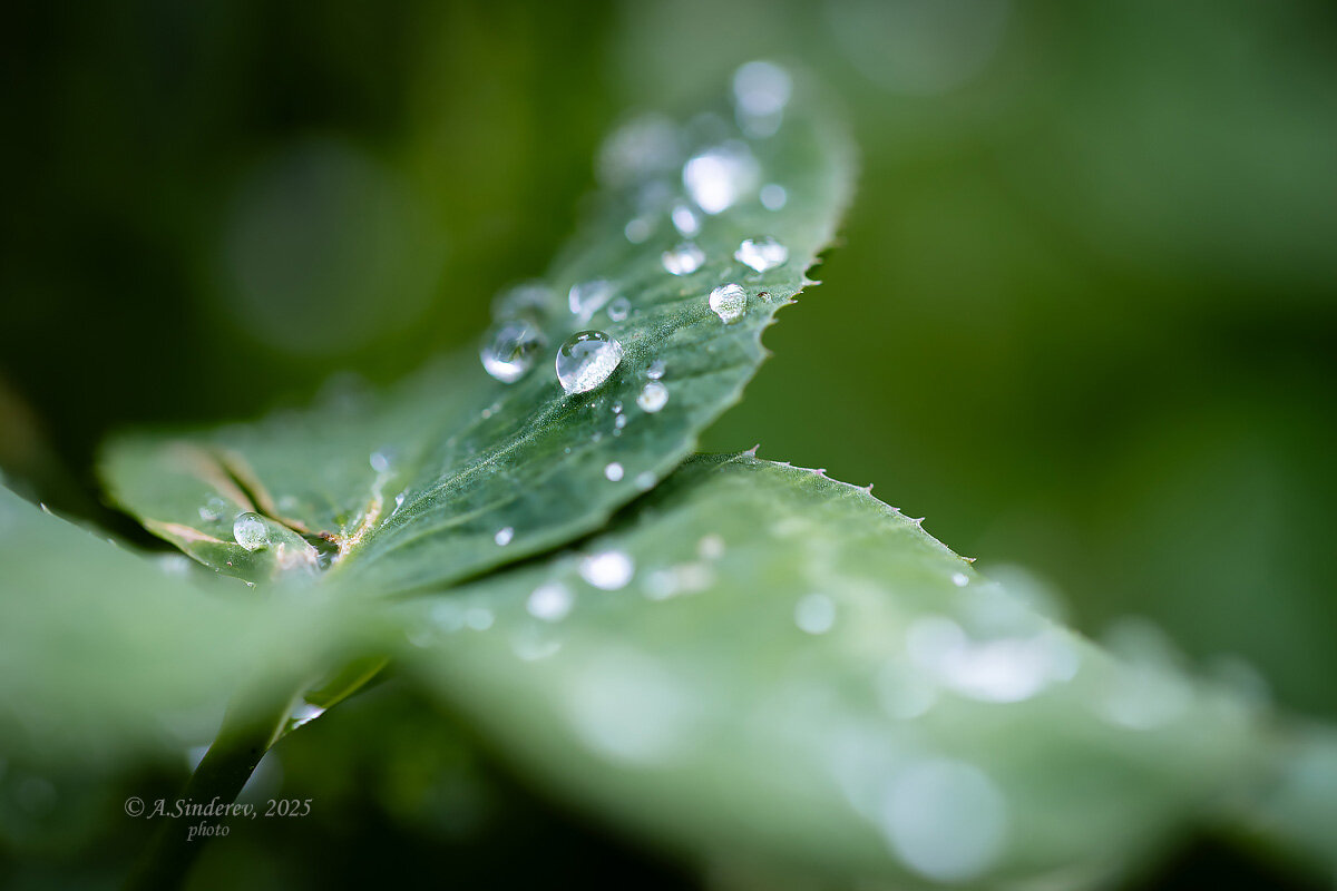 Капли после дождя - Александр Синдерёв