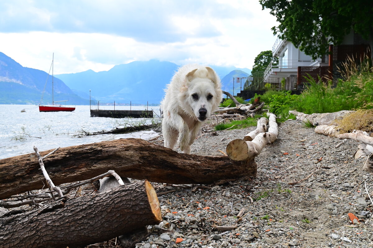 Вечный двигатель Алита - Светлана 