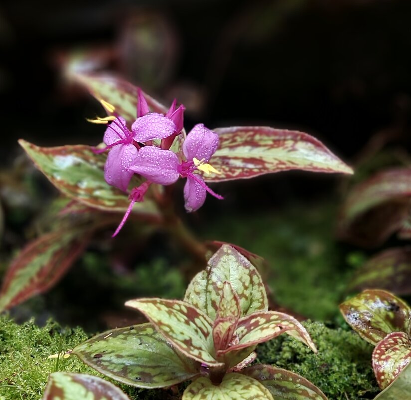 малютка... - ИРЭН@ . малютка... - ИРЭН@ .