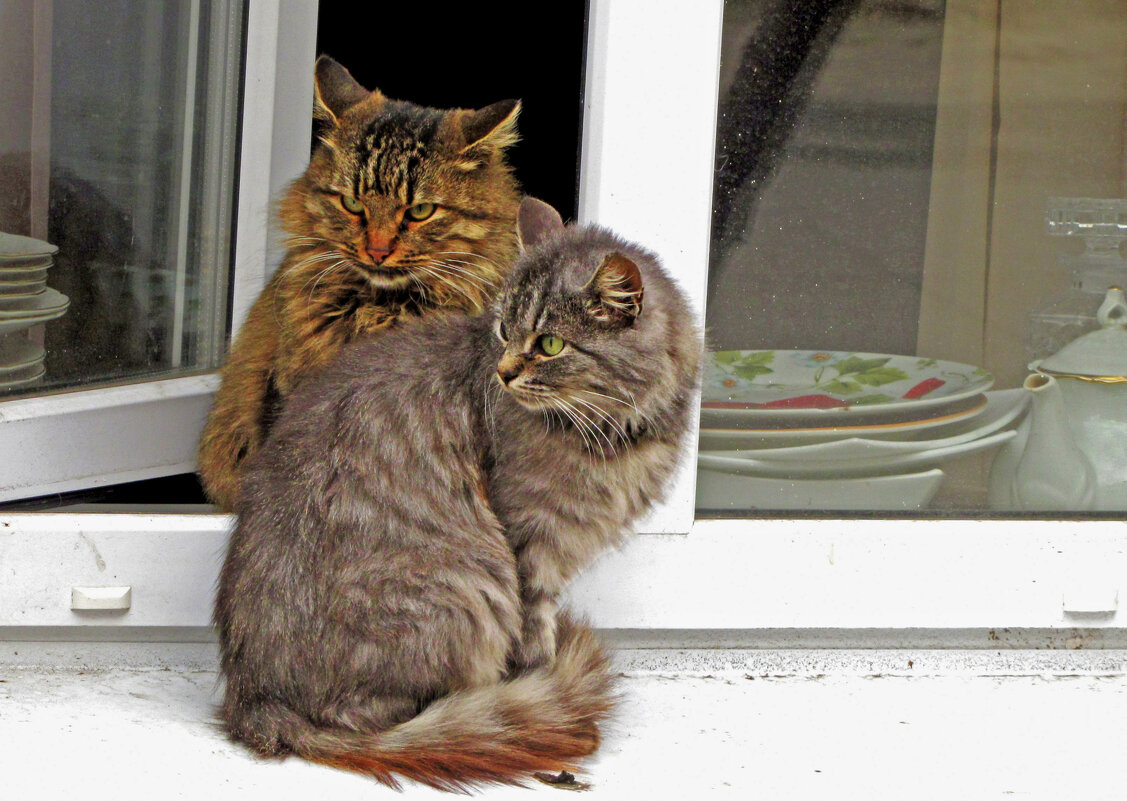 в ожидании гостей - ИРЭН@ .