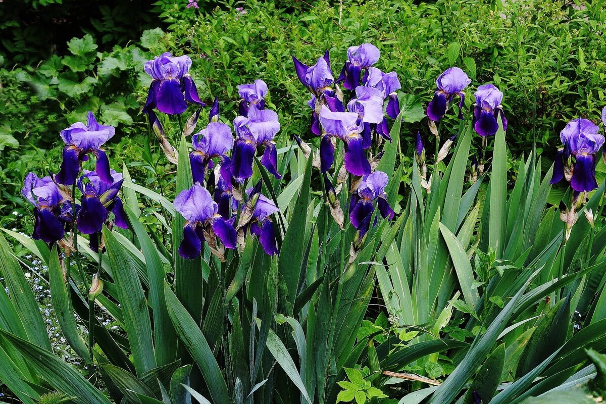 Ирис - Рита Симонова Ирис - Рита Симонова