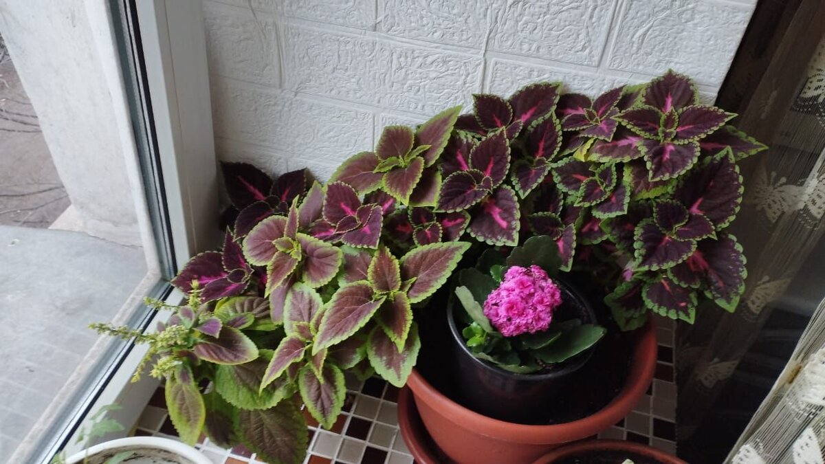 Доброе утро! - Нина Акарцева 