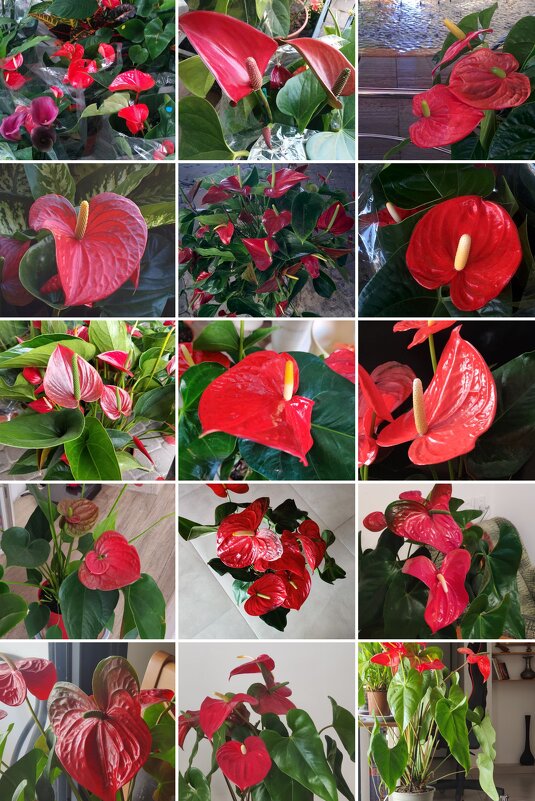 Ещё цветёт с декабря 2023 года - Светлана Хращевская