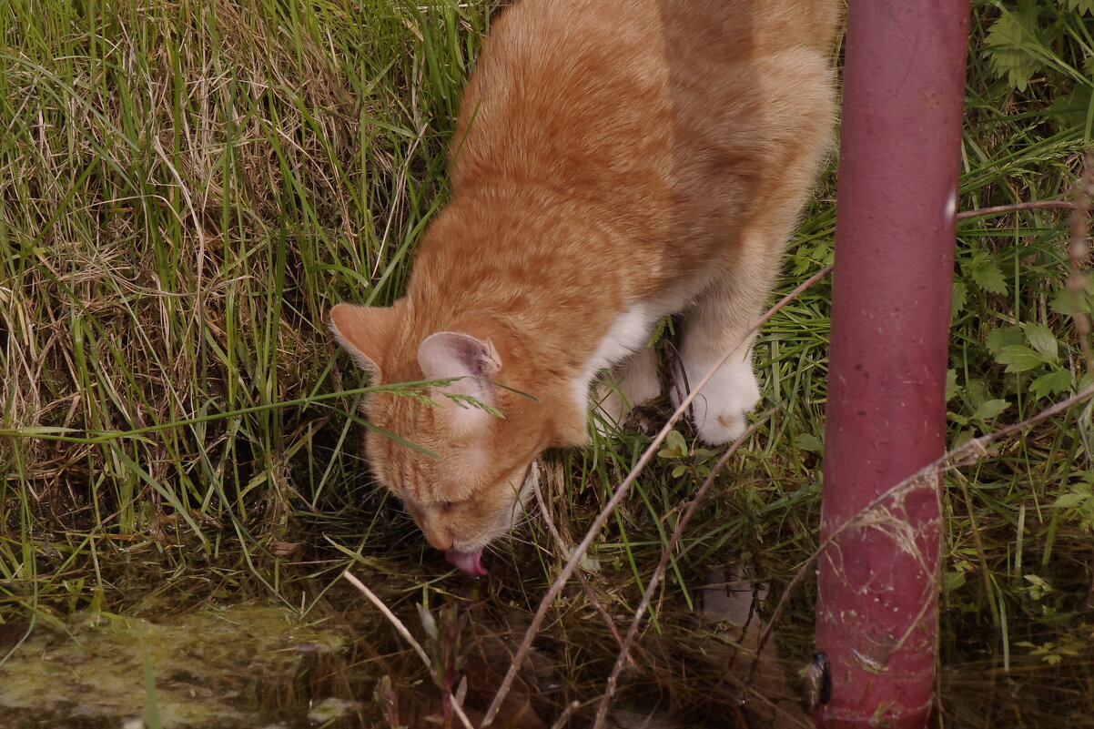 Водопой - Сергей Швечков