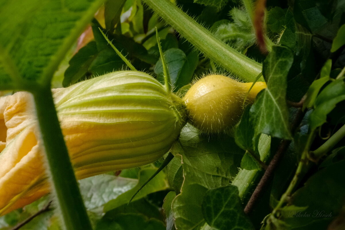 Кабачок-малыш... - Николай Гирш