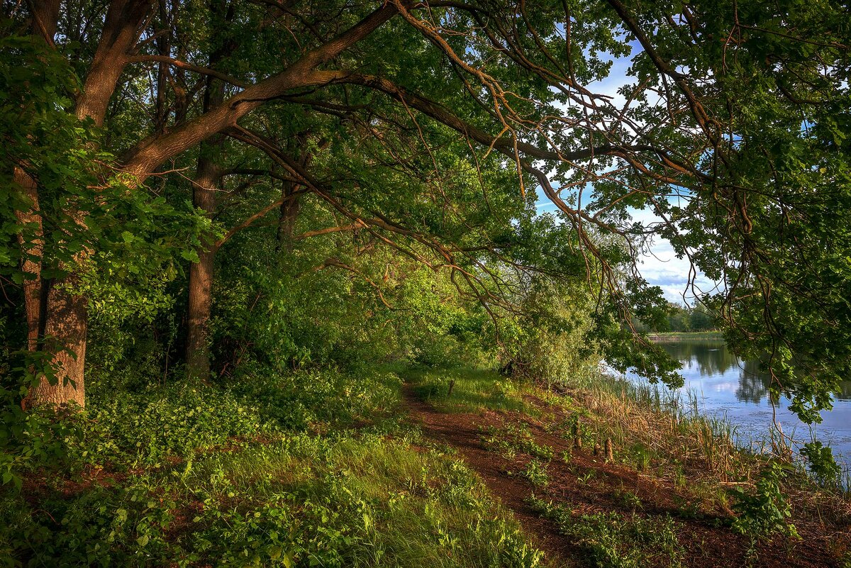 Дубы... - Влад Никишин