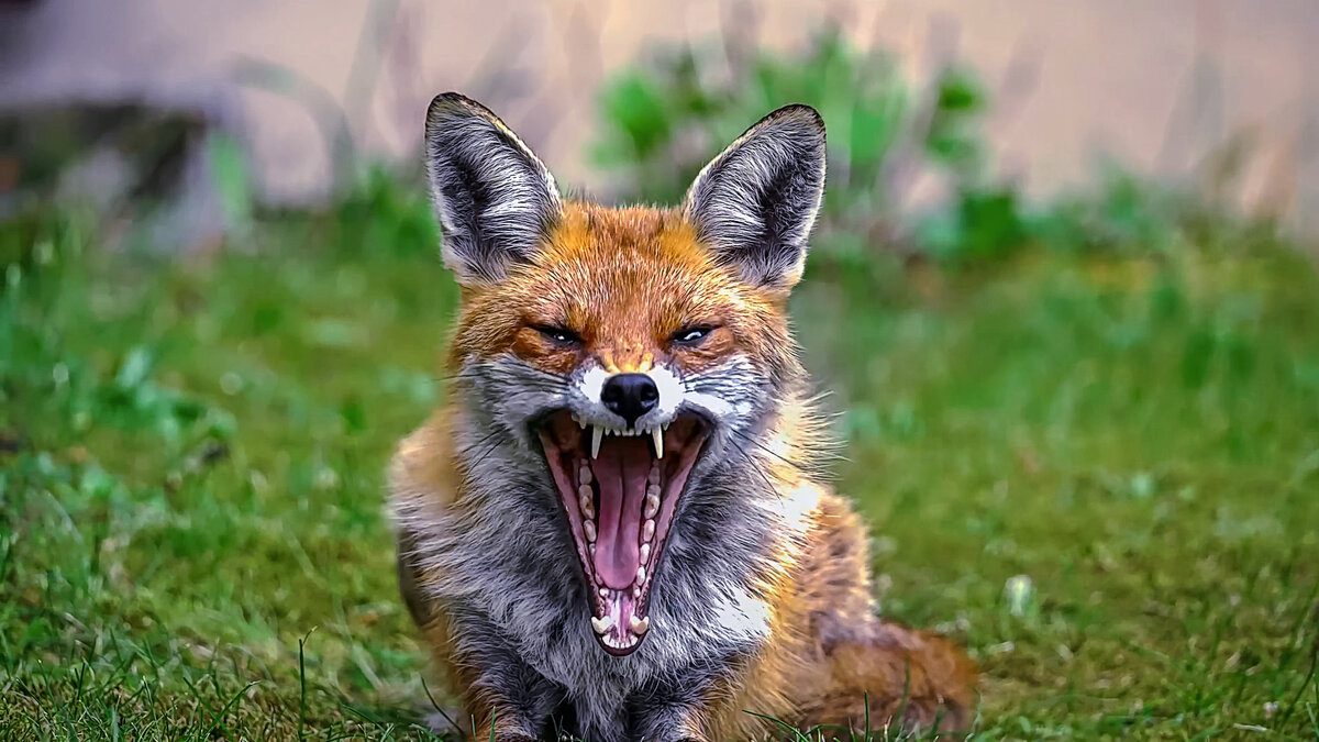 Обыкновенная лисица - Aleksey Afonin Обыкновенная лисица - Aleksey Afonin