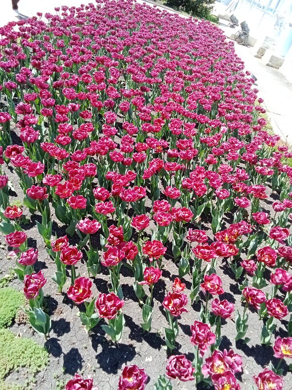 Апрельское цветение - Виктор 