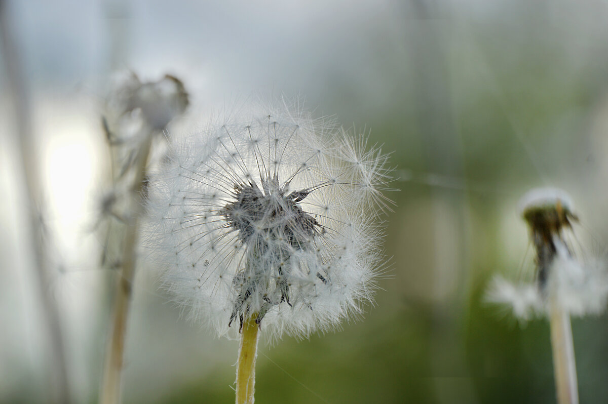 Желтый одуванчик сменил свой сарафанчик, на беленькое, воздушное  платьице .... - Надежда Куркина 