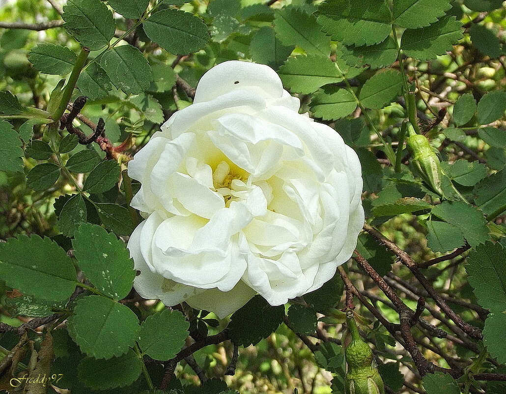 Шиповник - Freddy 97