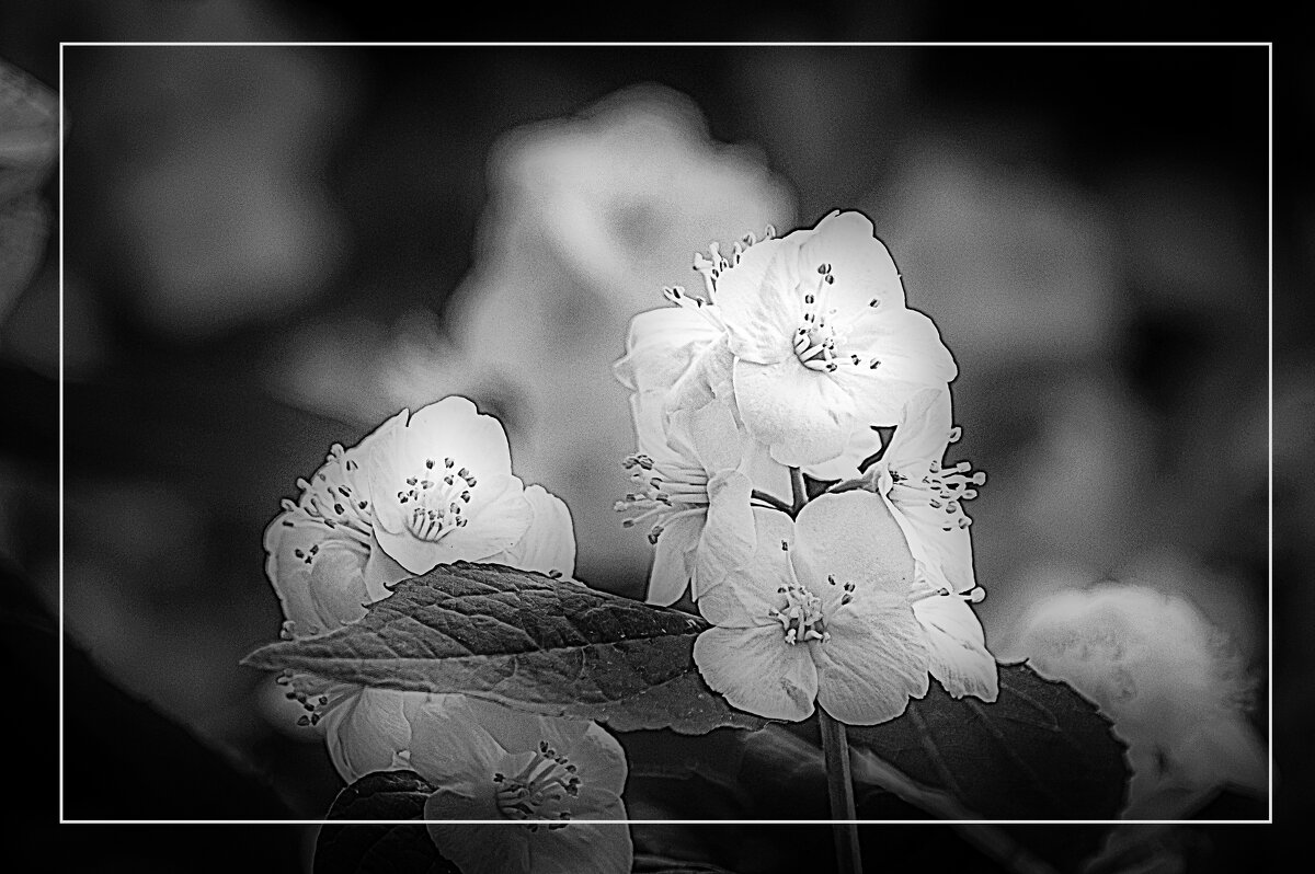 ЦВЕТЕНИЕ - Владимир Кроливец