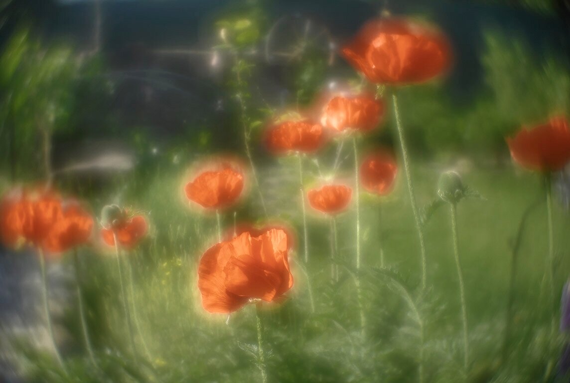 Маки - Сергей 