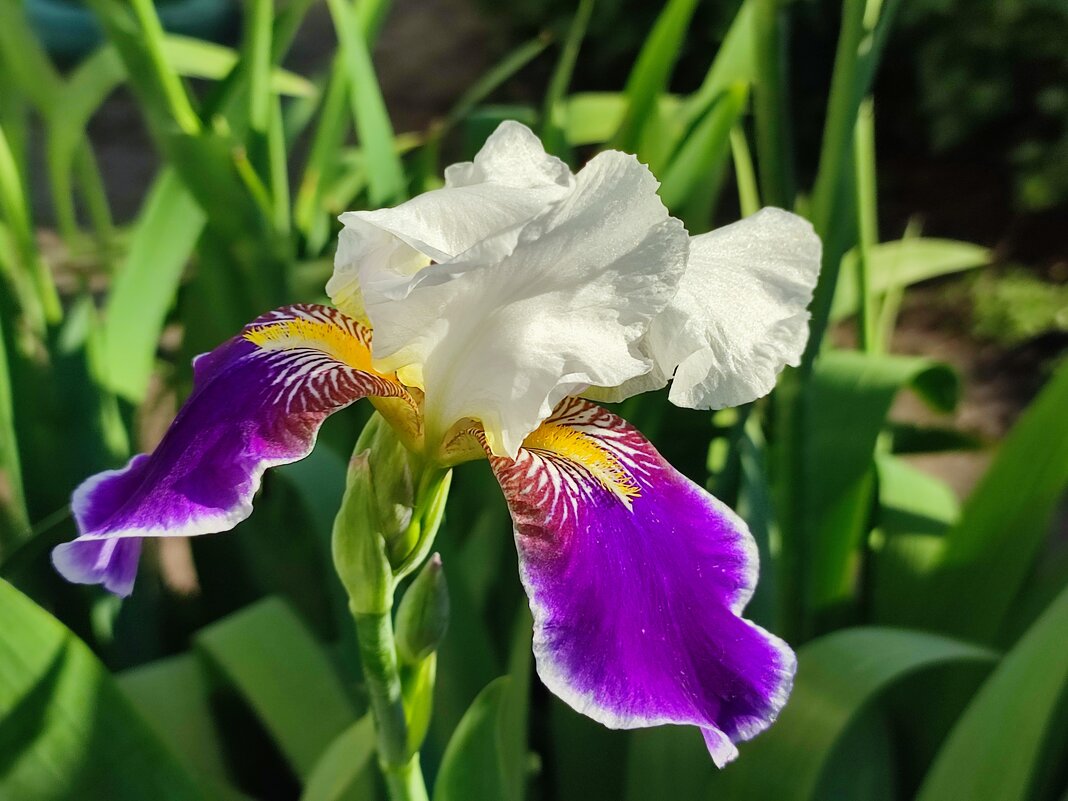 Ирис - Валентина Богатко Ирис - Валентина Богатко