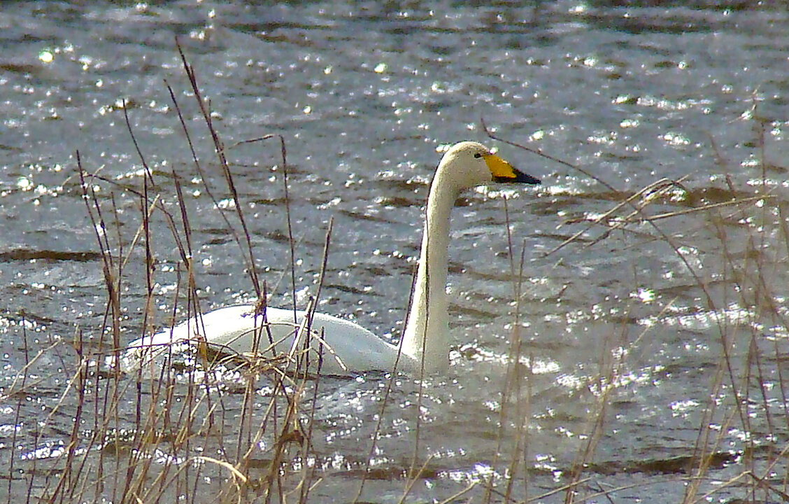 лебедь кликун - gawrilа - dan