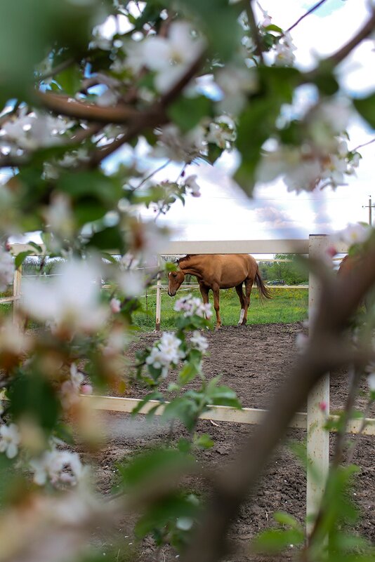 Где то за городом.. - Мария Реброва