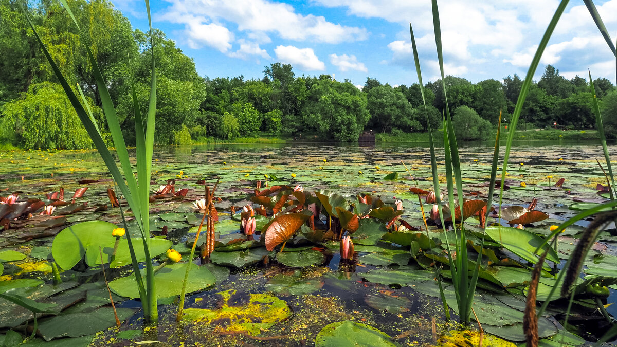 ***** - юрий поляков