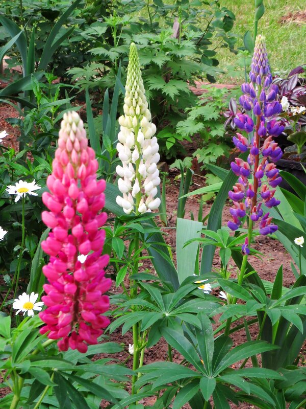 Разноцветные люпины - Андрей Снегерёв Разноцветные люпины - Андрей Снегерёв