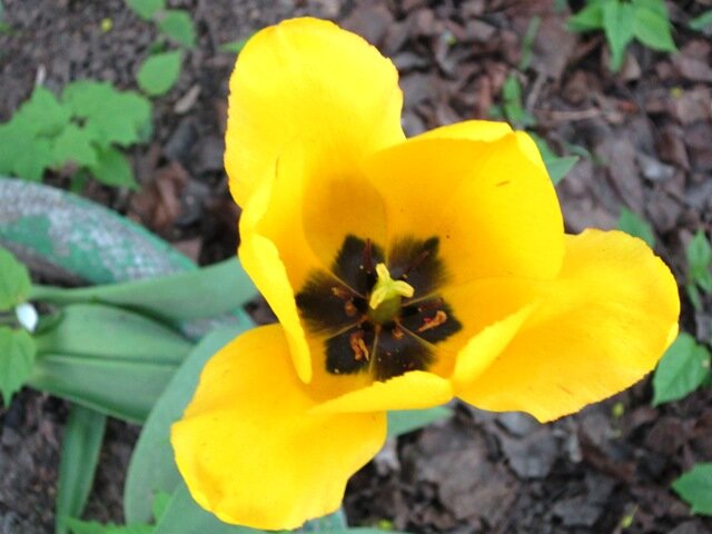 Жёлтенький тюльпанчик - Дмитрий Никитин Жёлтенький тюльпанчик - Дмитрий Никитин