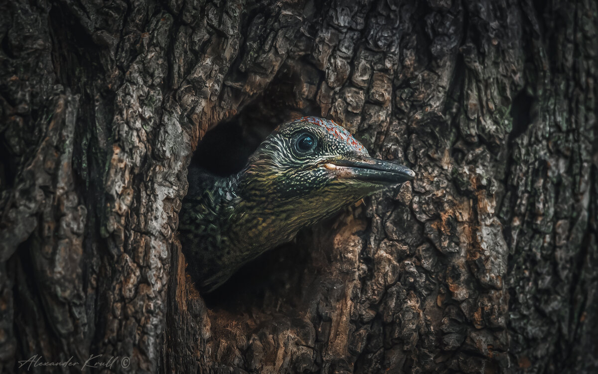 Ждун - Александр К. Ждун - Александр К.