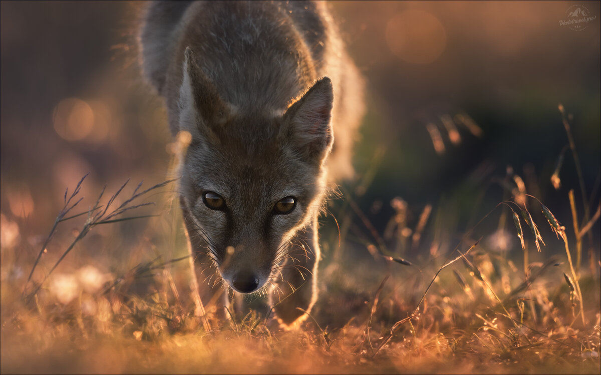 Безмолвный диалог - Влад Соколовский